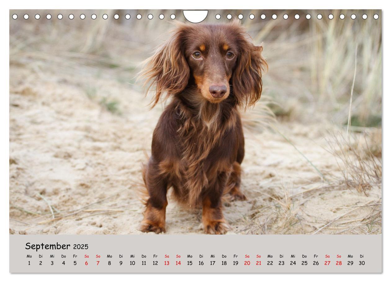 Bild: 9783383865374 | Zwergdackel von Kadi (Wandkalender 2025 DIN A4 quer), CALVENDO...