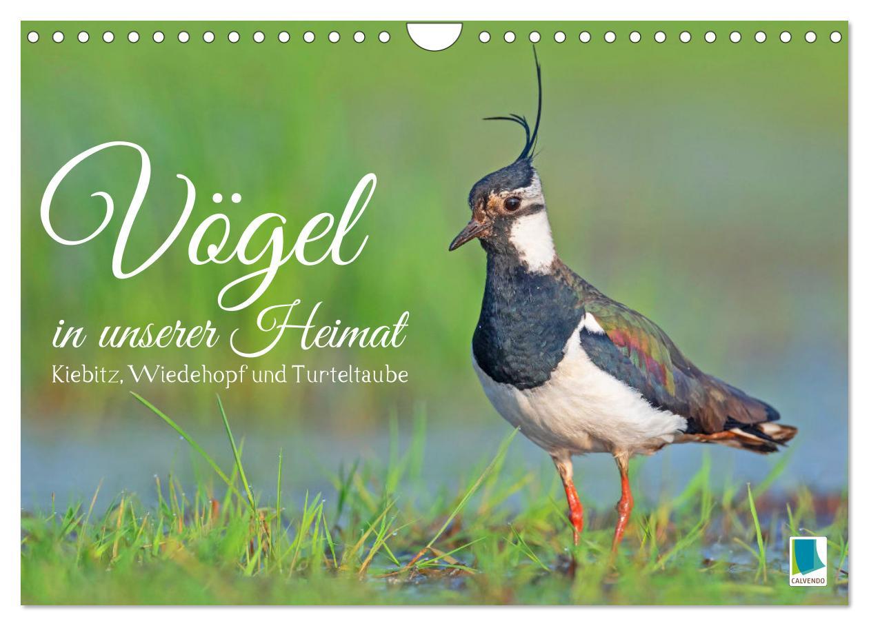 Cover: 9783383838408 | Vögel in unserer Heimat: Kiebitz, Wiedehopf und Turteltaube...