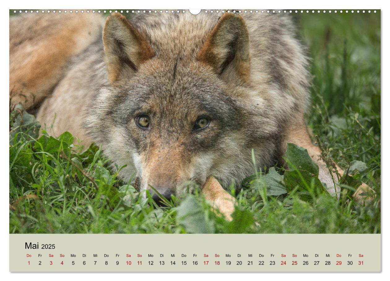 Bild: 9783435346219 | Wolfsrudel (Wandkalender 2025 DIN A2 quer), CALVENDO Monatskalender