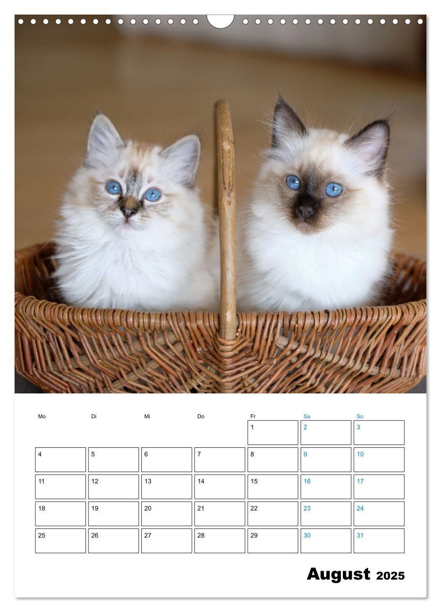 Bild: 9783435062706 | Heilige Birma Kitten - süße kleine Flauschbällchen (Wandkalender...