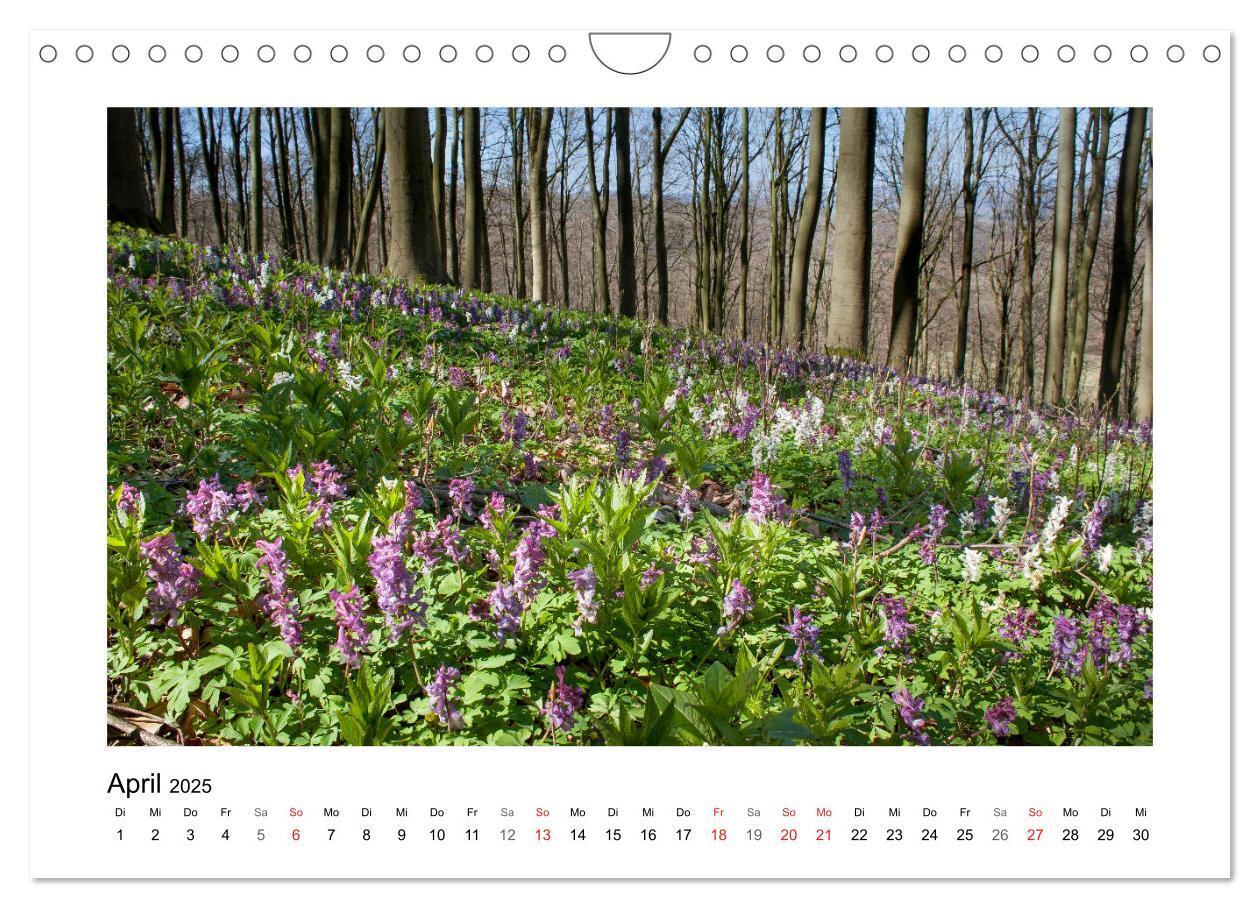 Bild: 9783435156207 | Impressionen aus Ostwestfalen-Lippe (Wandkalender 2025 DIN A4...