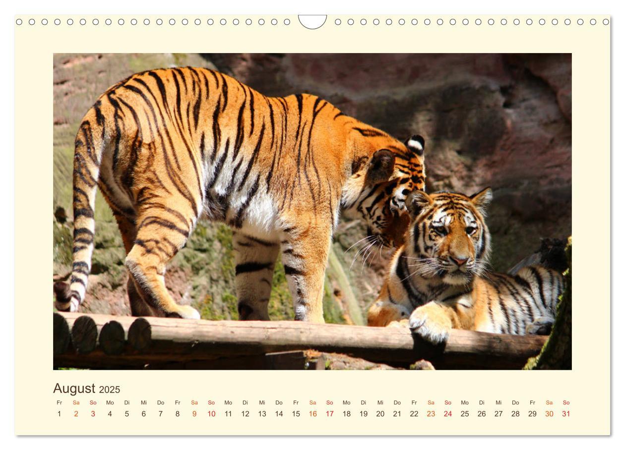 Bild: 9783435449033 | Sibirische Tigerportraits (Wandkalender 2025 DIN A3 quer), CALVENDO...