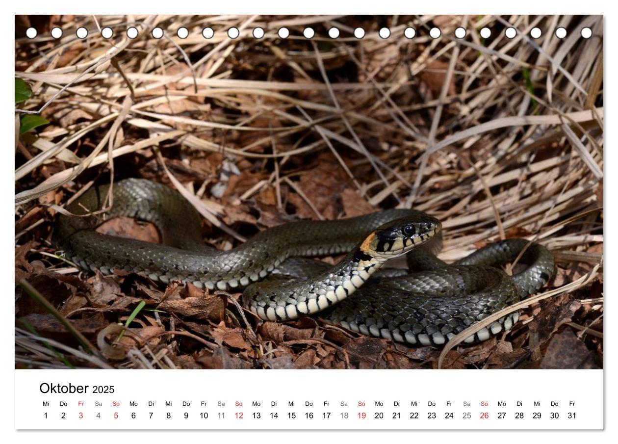 Bild: 9783435679072 | Heimische Tierwelt (Tischkalender 2025 DIN A5 quer), CALVENDO...