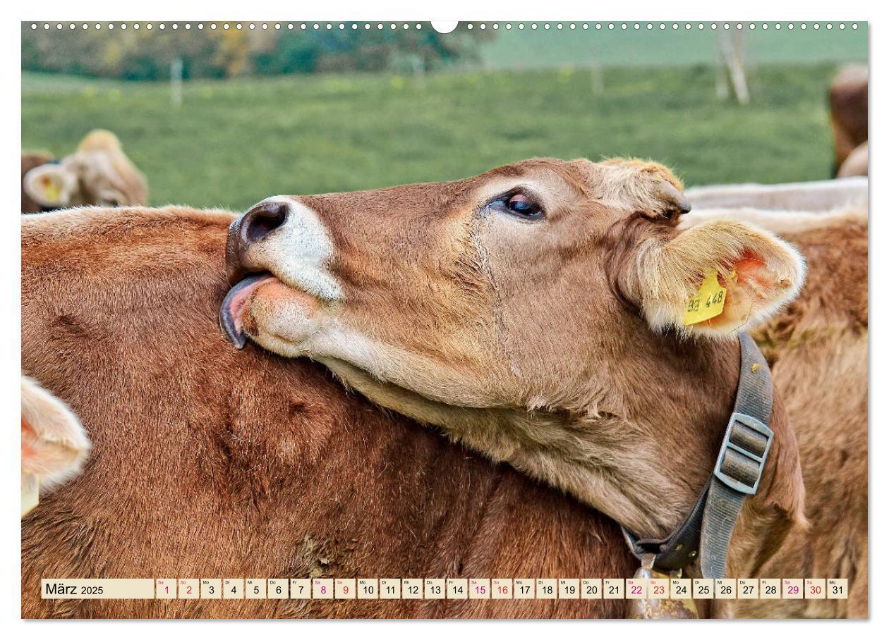 Bild: 9783435119028 | Berg-Kühe, Natur pur - unser schönster Urlaub (Wandkalender 2025...