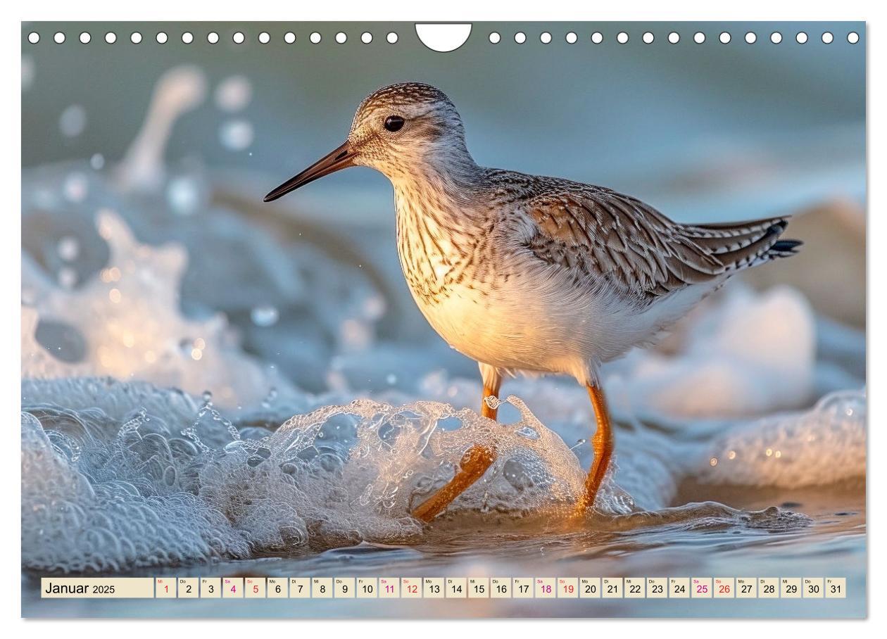 Bild: 9783383768354 | Strandläufer - immer flink unterwegs (Wandkalender 2025 DIN A4...