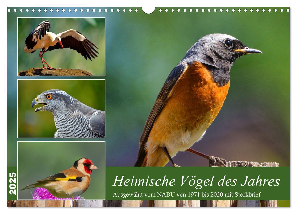 Cover: 9783383896736 | Heimische Vögel des Jahres (Wandkalender 2025 DIN A3 quer),...