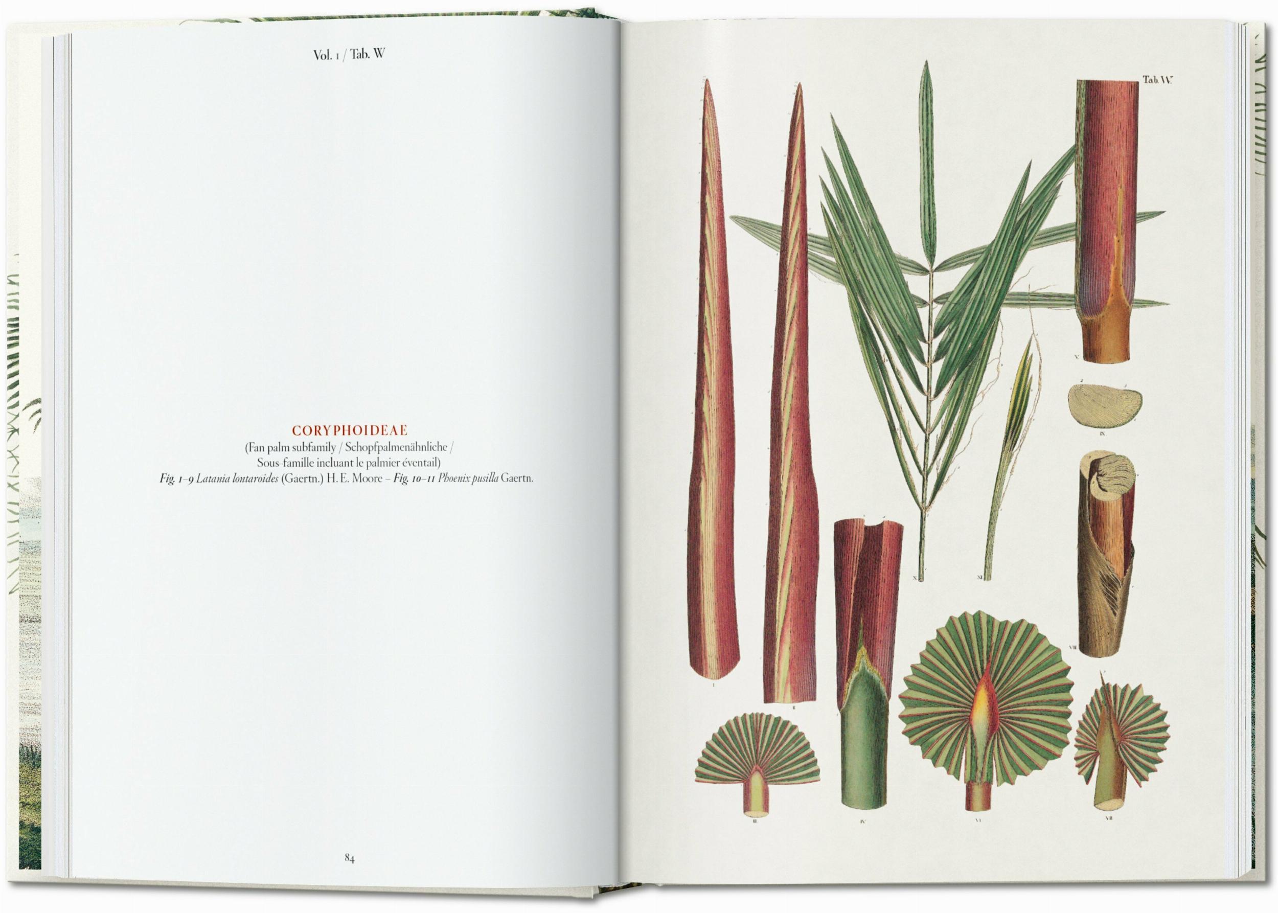 Bild: 9783836587815 | Martius. The Book of Palms | H. Walter Lack | Buch | GER, Hardcover