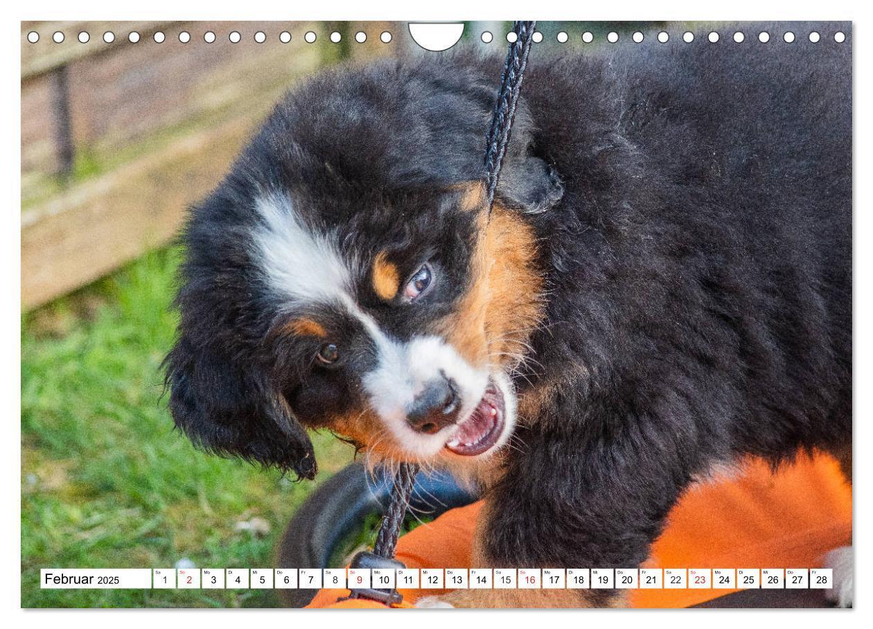 Bild: 9783435215737 | Kleine Herzen auf 4 Pfoten - Berner Sennenhunde (Wandkalender 2025...