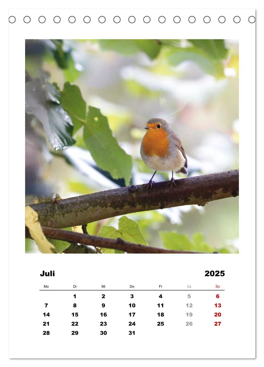 Bild: 9783435916948 | Rotkehlchen, süße kleine Knutschkugeln (Tischkalender 2025 DIN A5...