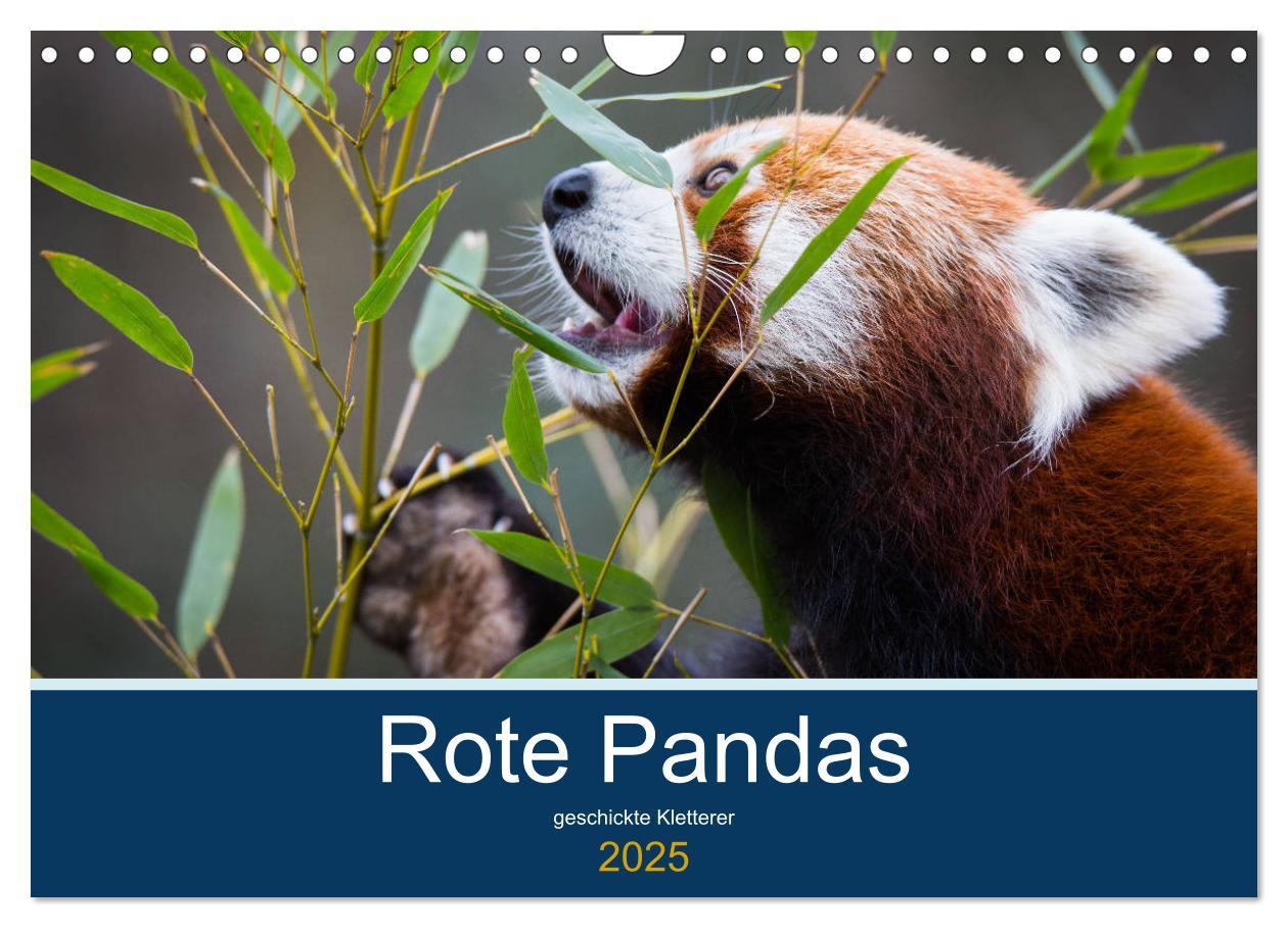 Cover: 9783435330706 | Rote Pandas - geschickte Kletterer (Wandkalender 2025 DIN A4 quer),...