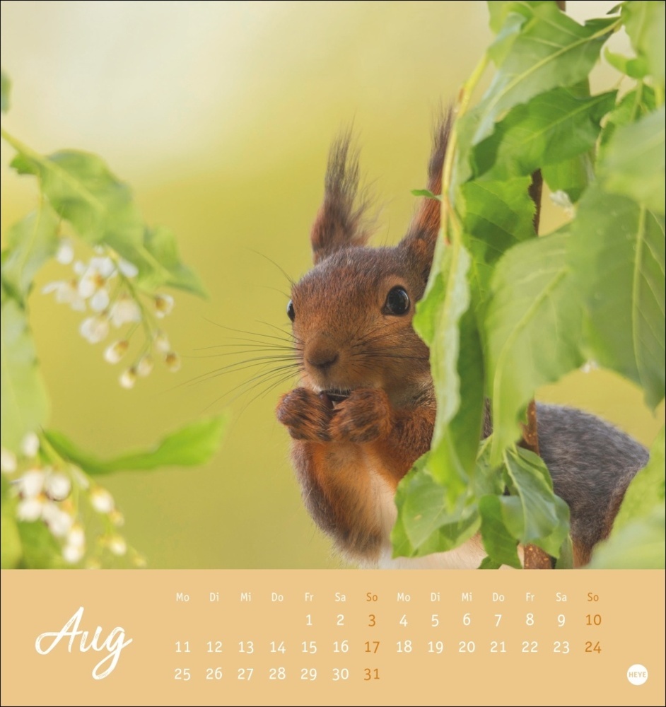 Bild: 9783756407071 | Eichhörnchen Postkartenkalender 2025 | Kalender | Spiralbindung | 2025