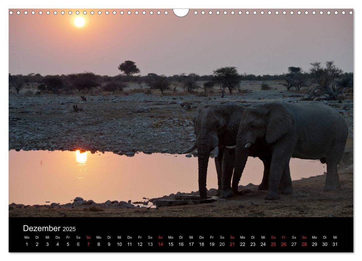 Bild: 9783435837793 | Wildlife Namibia (Wandkalender 2025 DIN A3 quer), CALVENDO...