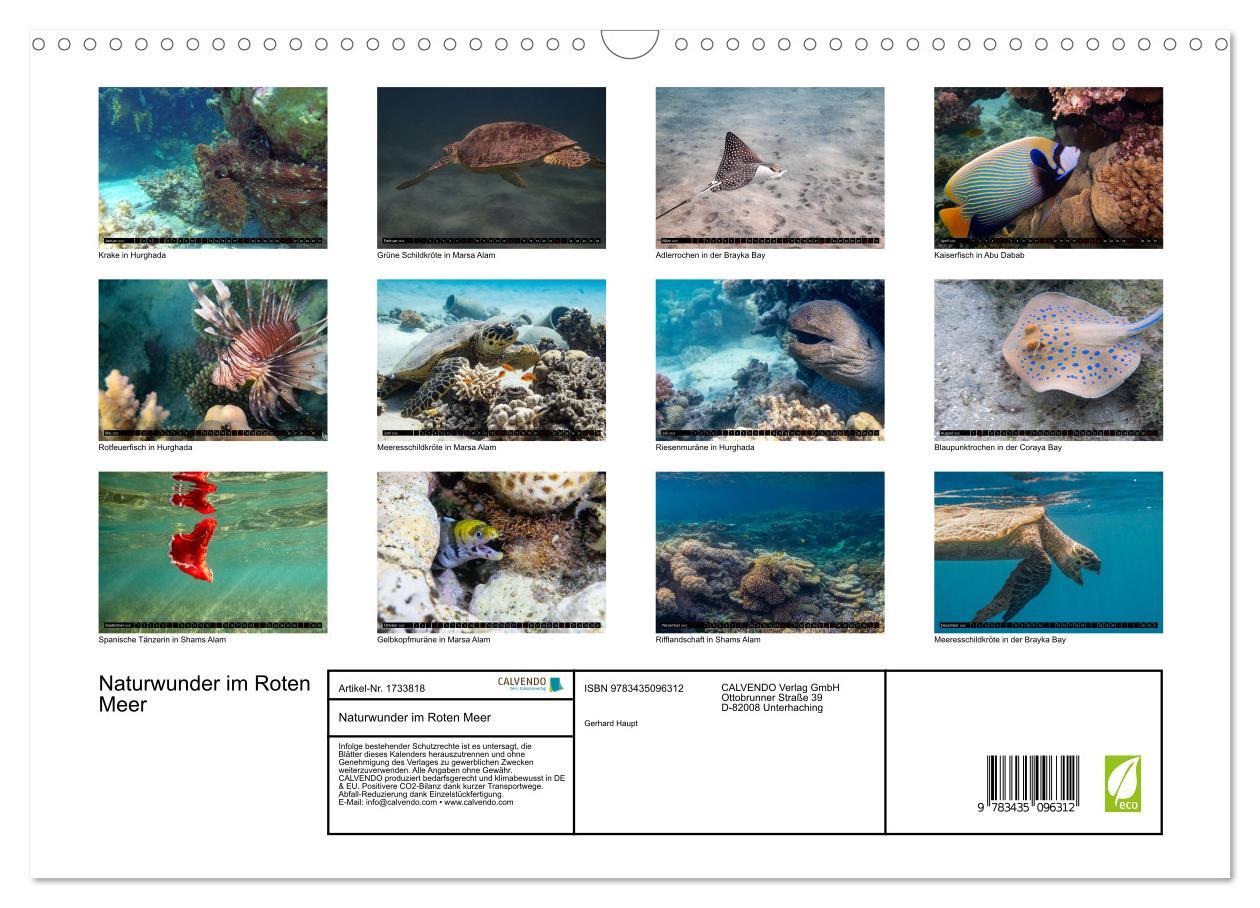 Bild: 9783435096312 | Naturwunder im Roten Meer (Wandkalender 2025 DIN A3 quer), CALVENDO...