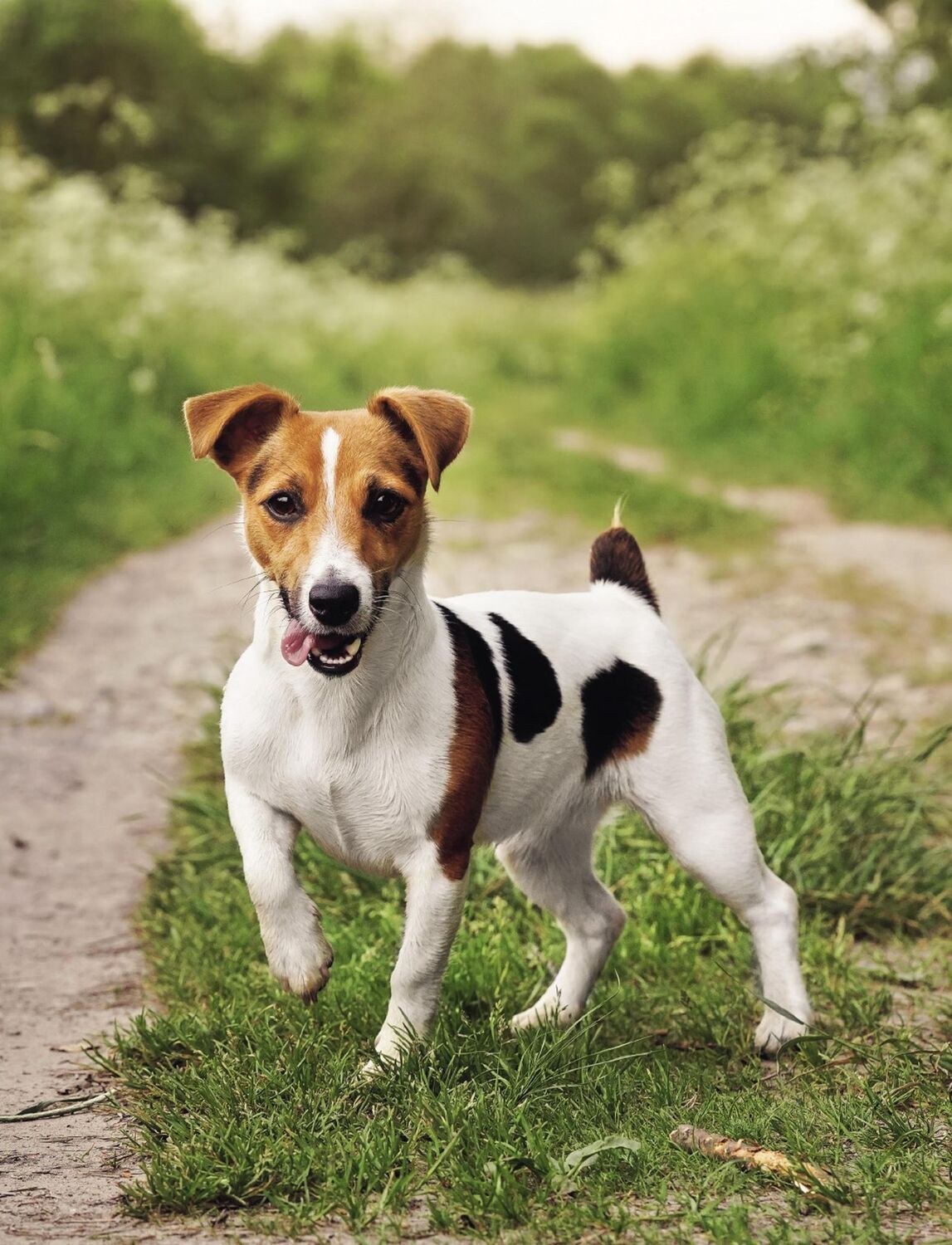 Bild: 9783833881756 | Das Geheimnis der Spiegelung | So werden Mensch und Hund echte Partner