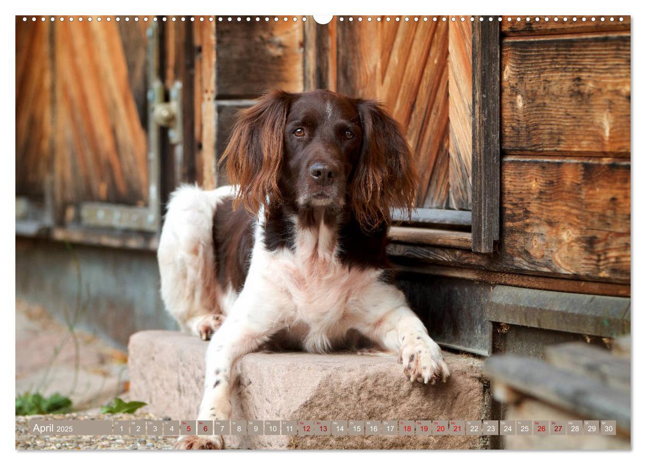 Bild: 9783435264285 | Passion Jagdhund - Kleiner Münsterländer (Wandkalender 2025 DIN A2...