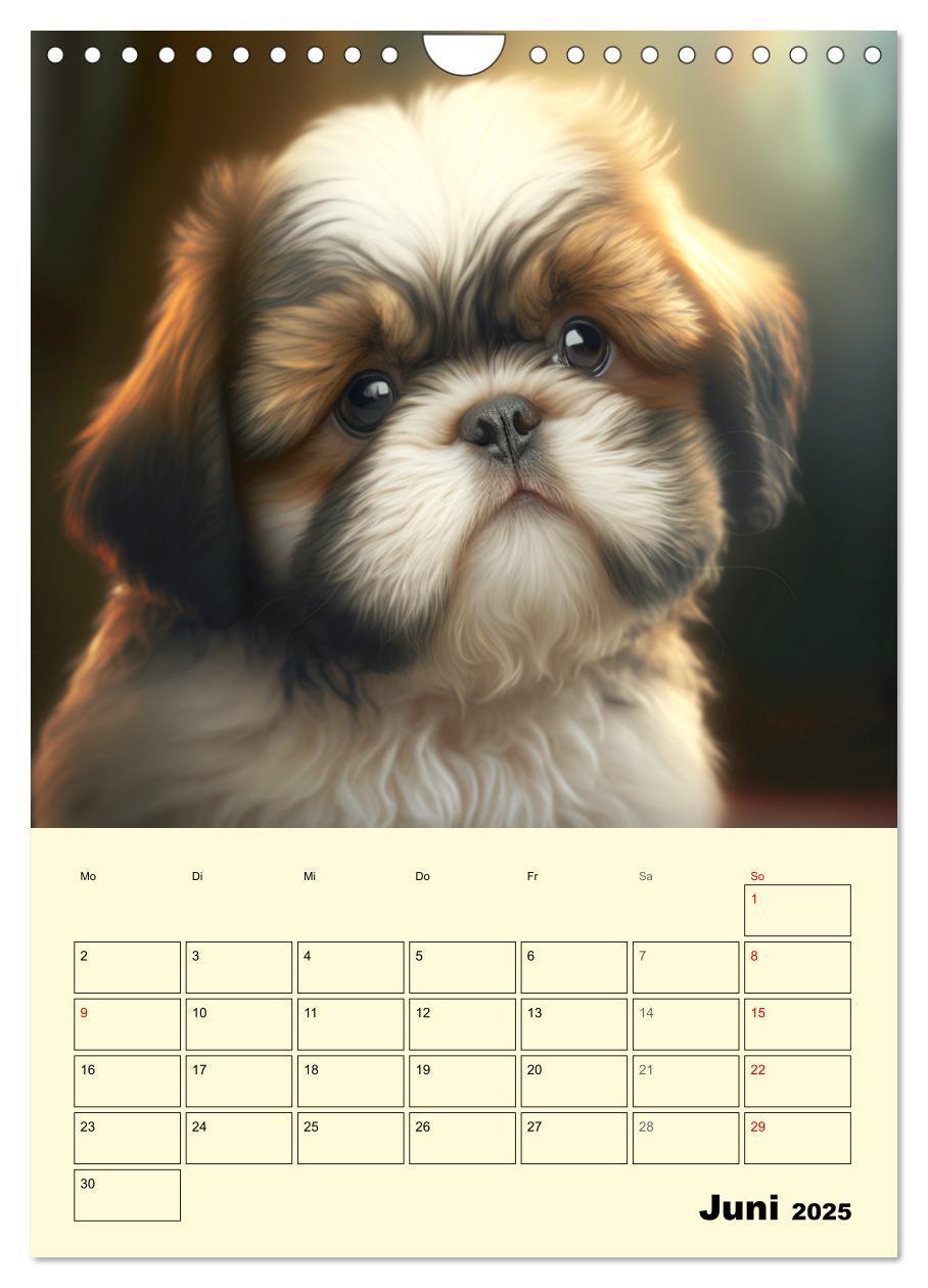 Bild: 9783435869749 | Shih Tzu Alarm. Glückliche Wuschelköpfe (Wandkalender 2025 DIN A4...