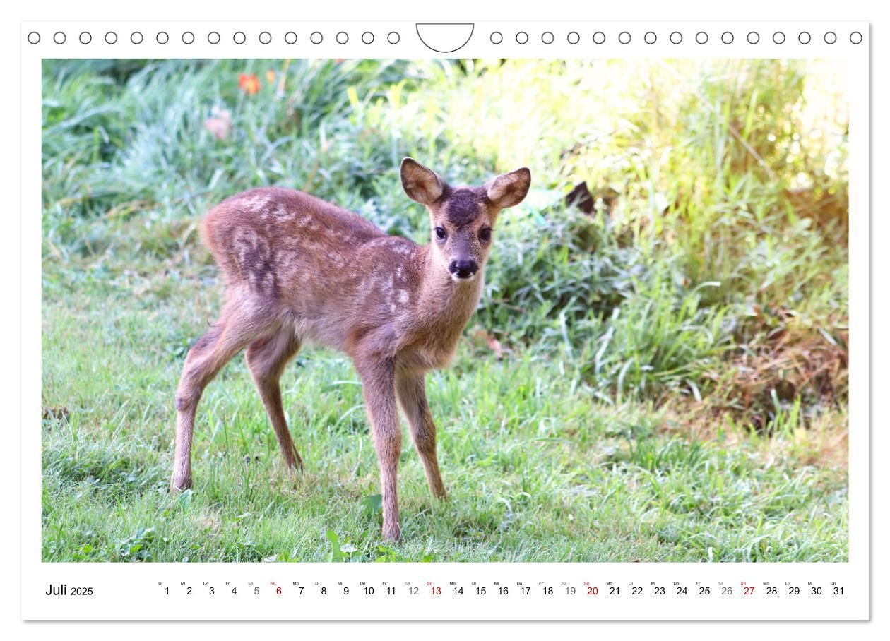 Bild: 9783435088812 | Max, der kleine Rehbock (Wandkalender 2025 DIN A4 quer), CALVENDO...