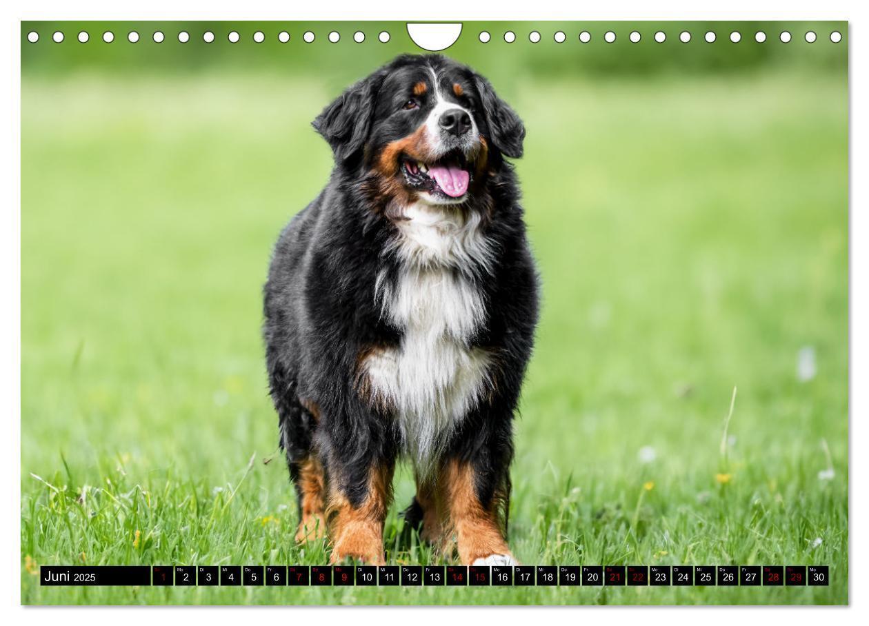 Bild: 9783457182475 | Berner Sennenhunde - Faszinierende Herzensbrecher (Wandkalender...