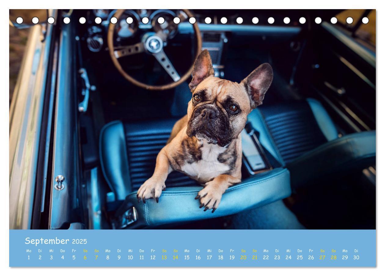 Bild: 9783435221387 | Französische Bulldogge - Clowns auf vier Pfoten (Tischkalender 2025...