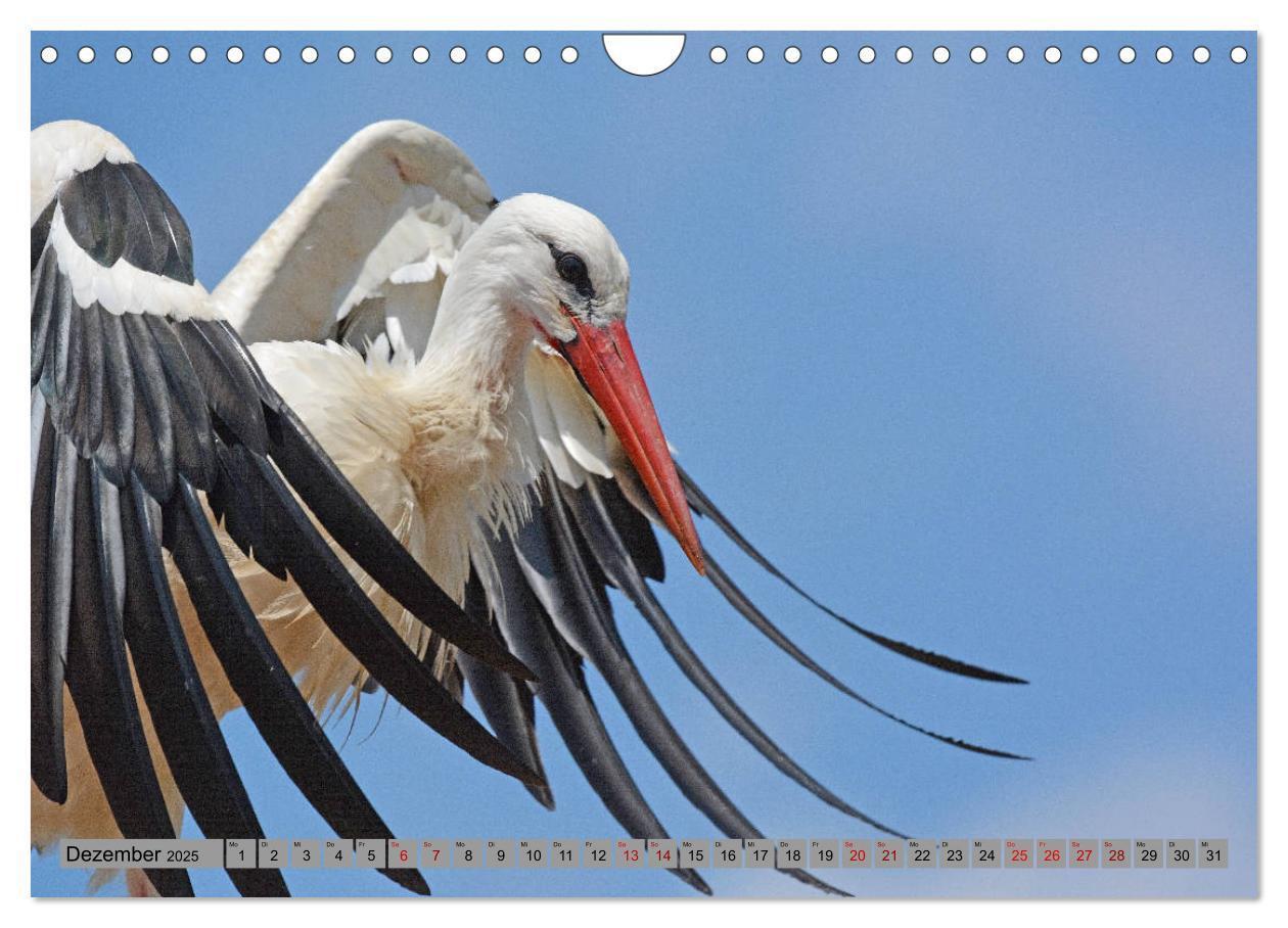 Bild: 9783435145720 | Zu Gast bei Familie Storch (Wandkalender 2025 DIN A4 quer),...