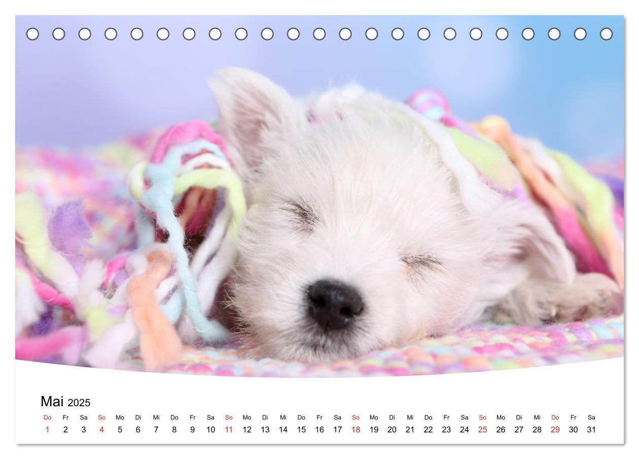 Bild: 9783435159857 | Süße Träume 2025 - schlafende Hundewelpen (Tischkalender 2025 DIN...