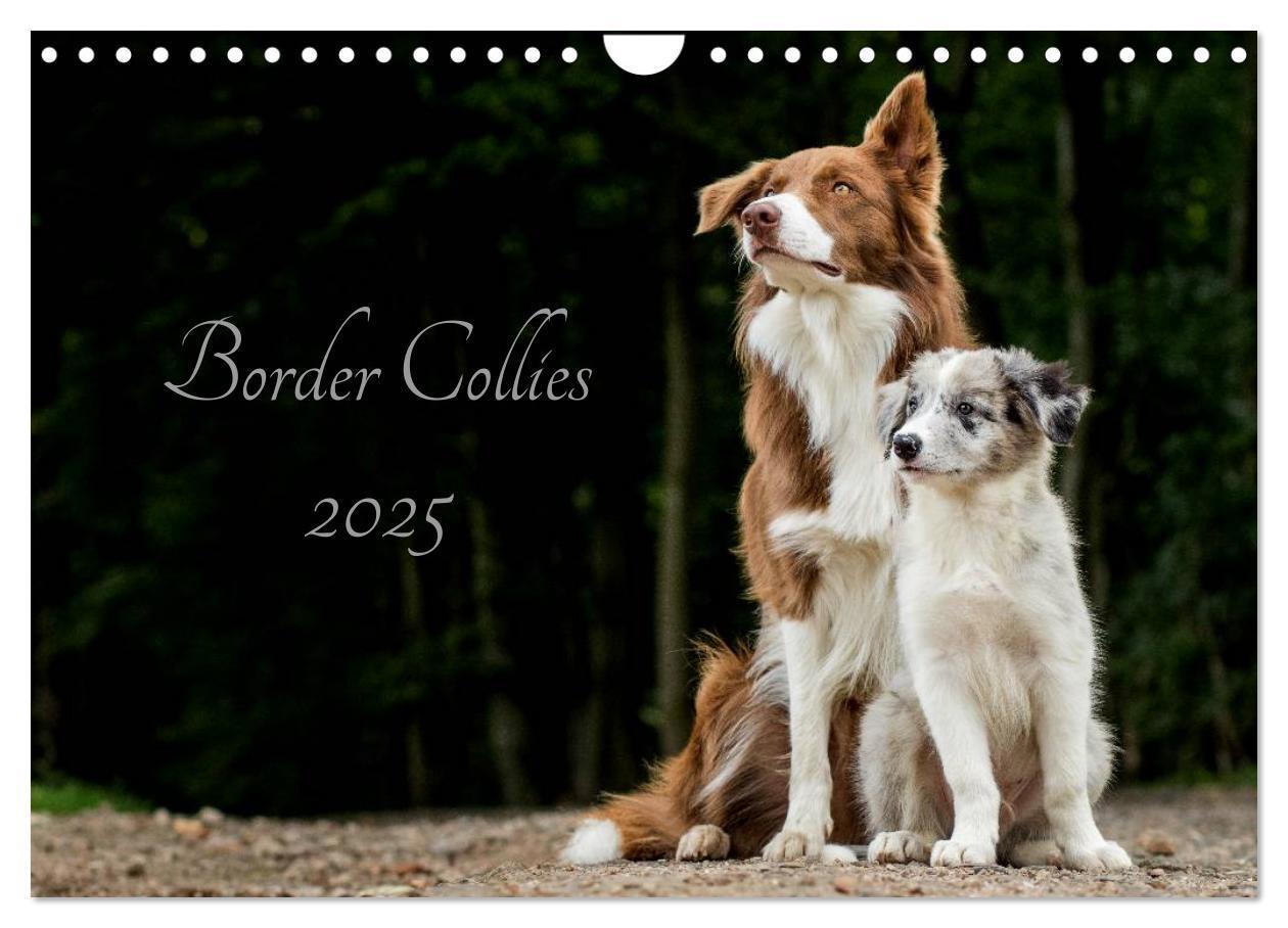 Cover: 9783435578153 | Border Collies 2025 (Wandkalender 2025 DIN A4 quer), CALVENDO...