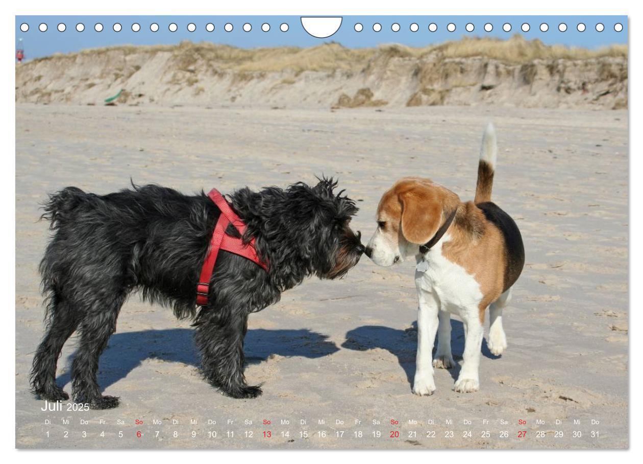 Bild: 9783435746859 | Beagle (Wandkalender 2025 DIN A4 quer), CALVENDO Monatskalender | Berg