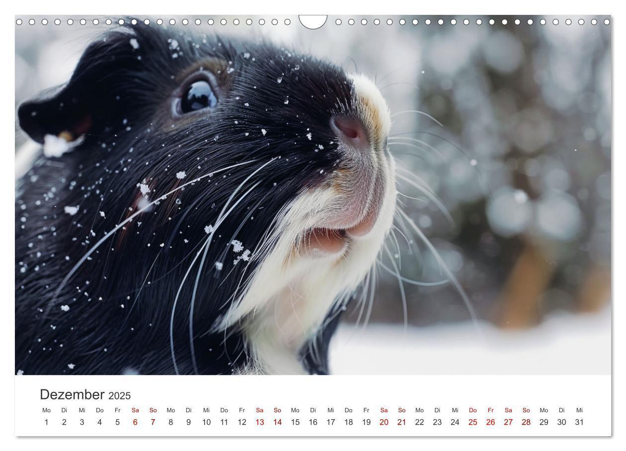 Bild: 9783383812293 | Wuschelbande - Ein Jahr voller Meerschweinchen (Wandkalender 2025...