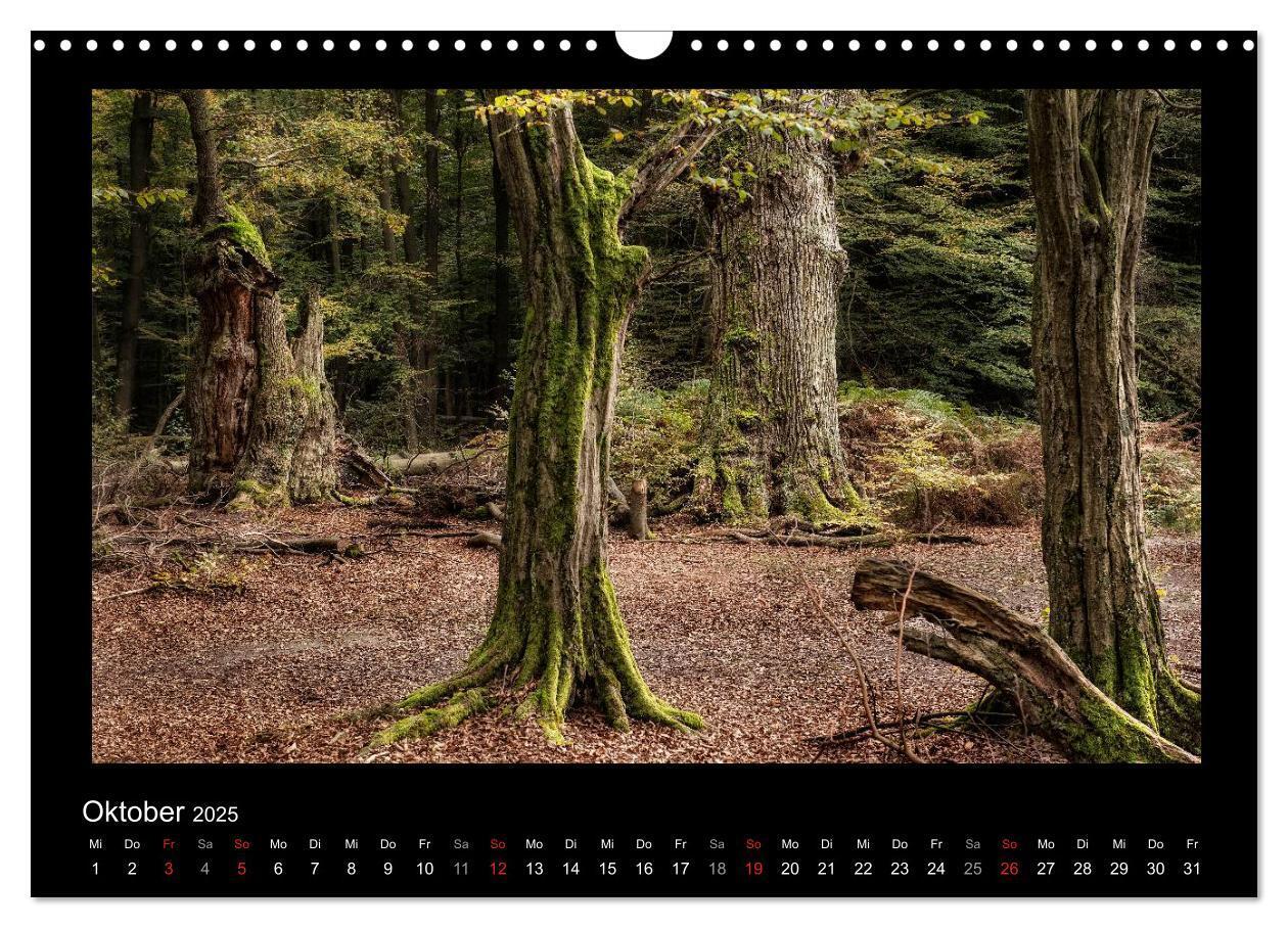 Bild: 9783435626441 | Märchenhafter Reinhardswald und Urwald Sababurg (Wandkalender 2025...