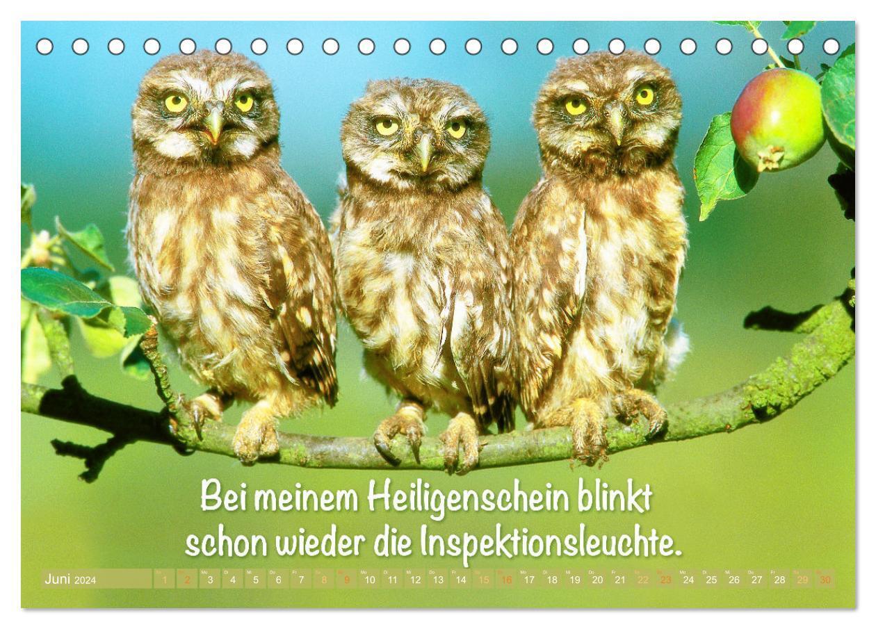 Bild: 9783383687846 | Die Eulen sind los: Edition lustige Tiere (Tischkalender 2024 DIN...