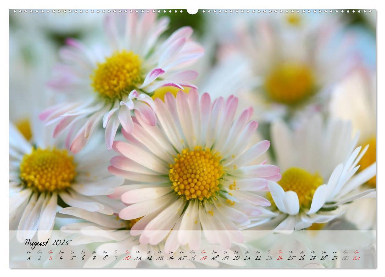 Bild: 9783435619177 | Blüten dicht an dicht (Wandkalender 2025 DIN A2 quer), CALVENDO...