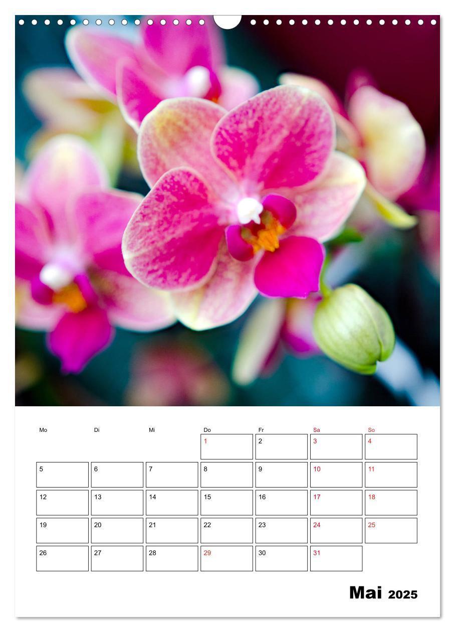 Bild: 9783435977499 | Orchideen - Tropische Schönheiten (Wandkalender 2025 DIN A3 hoch),...