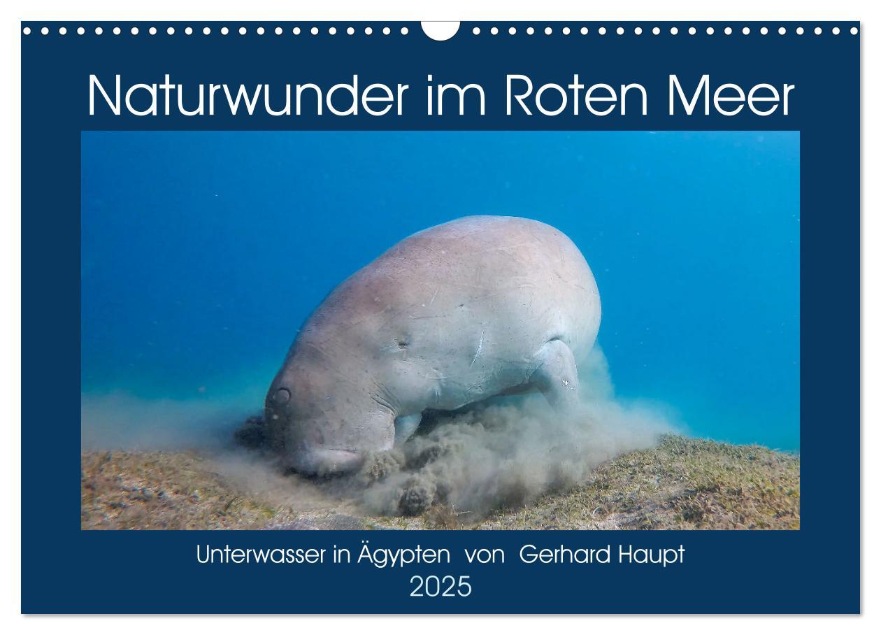 Cover: 9783435096312 | Naturwunder im Roten Meer (Wandkalender 2025 DIN A3 quer), CALVENDO...