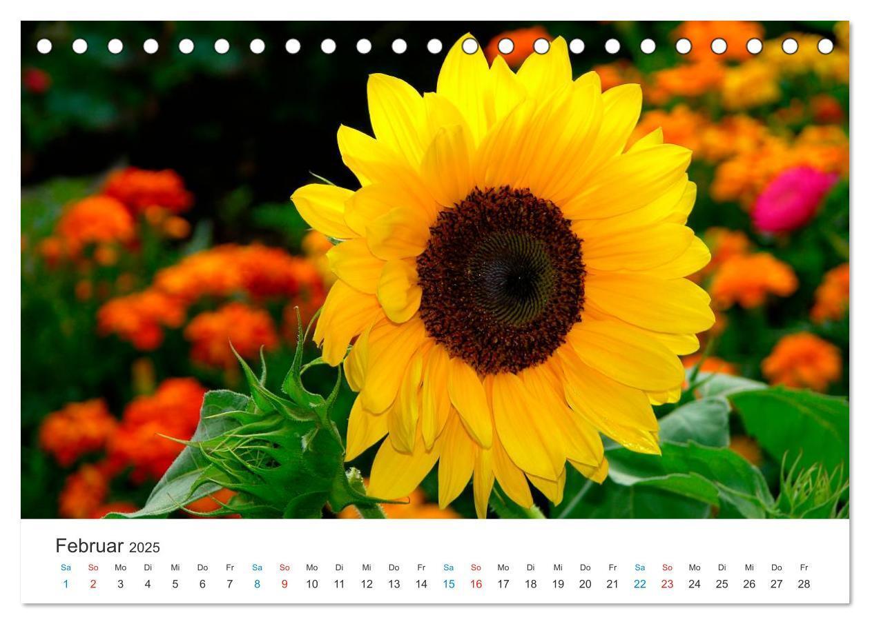 Bild: 9783435785841 | Sonnenblumen 2025 (Tischkalender 2025 DIN A5 quer), CALVENDO...