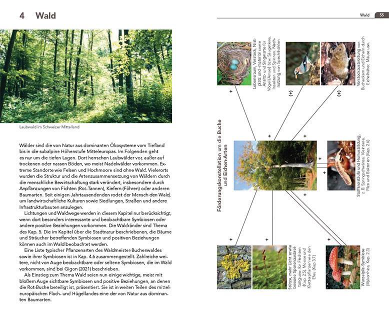 Bild: 9783258083629 | Symbiosen beobachten | Andreas Gigon (u. a.) | Taschenbuch | 208 S.