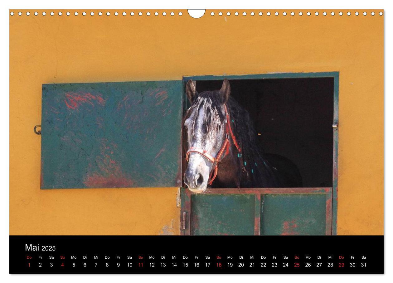 Bild: 9783435566822 | Caballos Spanische Pferde 2025 (Wandkalender 2025 DIN A3 quer),...