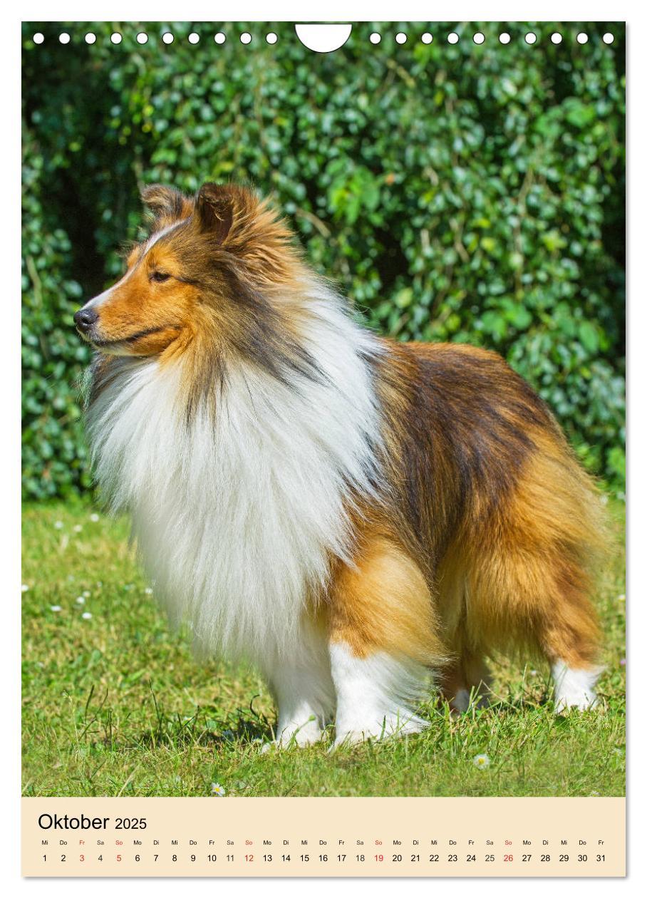 Bild: 9783435960545 | Sheltie - Wirbelwind auf 4 Pfoten (Wandkalender 2025 DIN A4 hoch),...