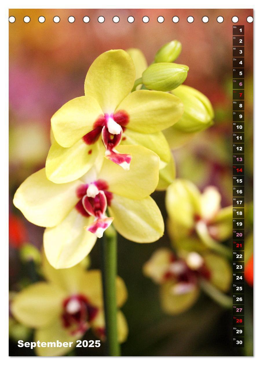 Bild: 9783435843077 | Phalaenopsis - Schöne Schmetterlingsorchideen (Tischkalender 2025...