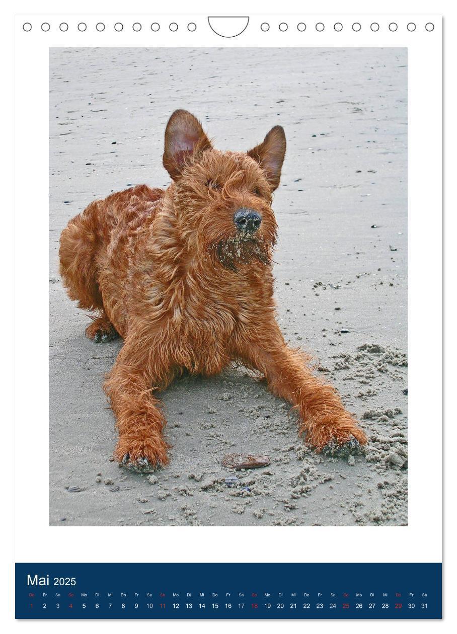 Bild: 9783435951222 | Kelly - Ein Irish Terrier macht Urlaub (Wandkalender 2025 DIN A4...