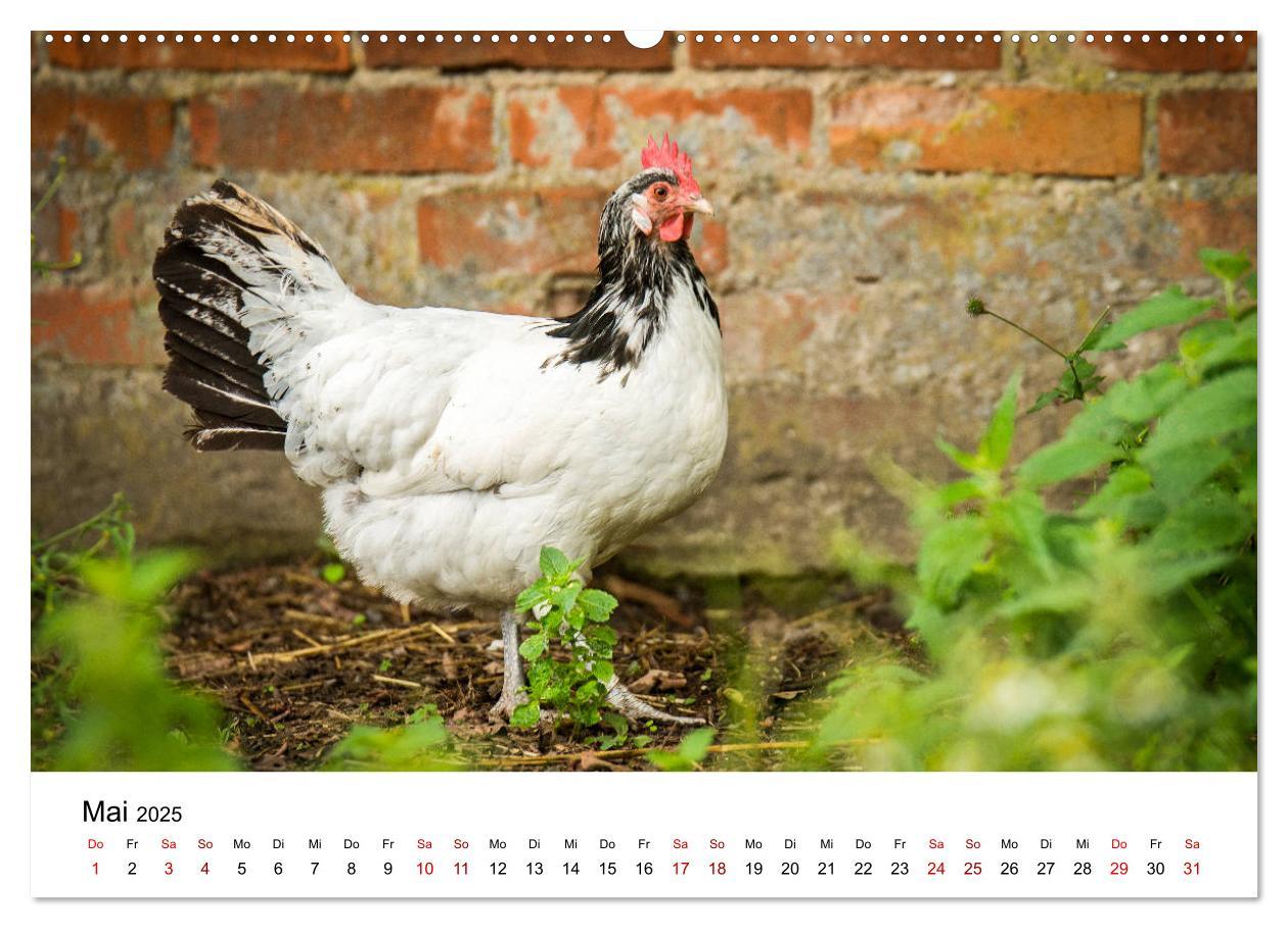 Bild: 9783435348459 | Alte Nutztierrassen 2025 (hochwertiger Premium Wandkalender 2025...