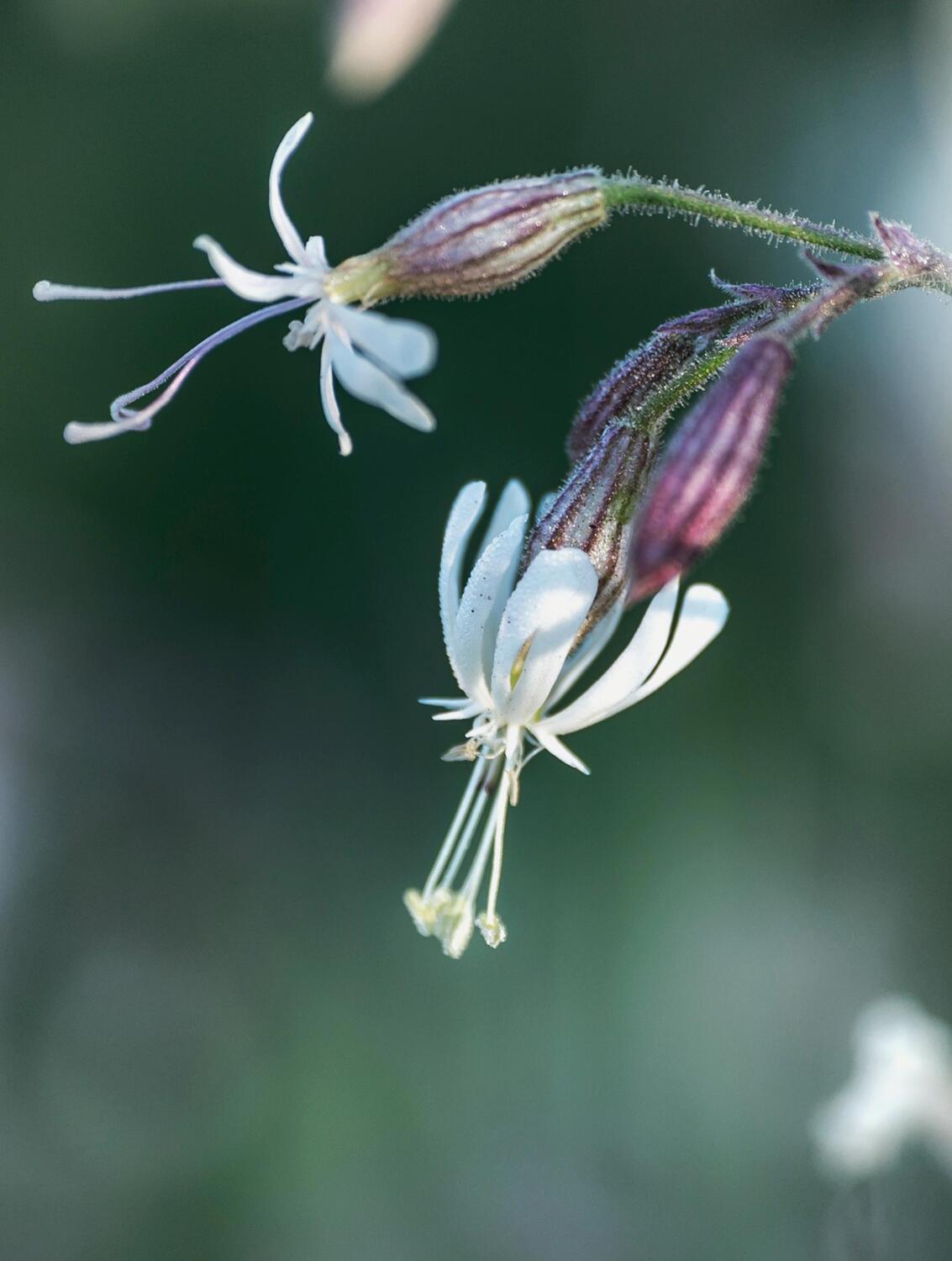 Bild: 9783961715404 | Floramour: Wildblumen | Anja Klaffenbach | Buch | 208 S. | Deutsch