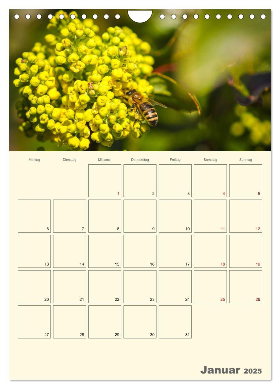 Bild: 9783435958023 | Bienen im Naturgarten (Wandkalender 2025 DIN A4 hoch), CALVENDO...