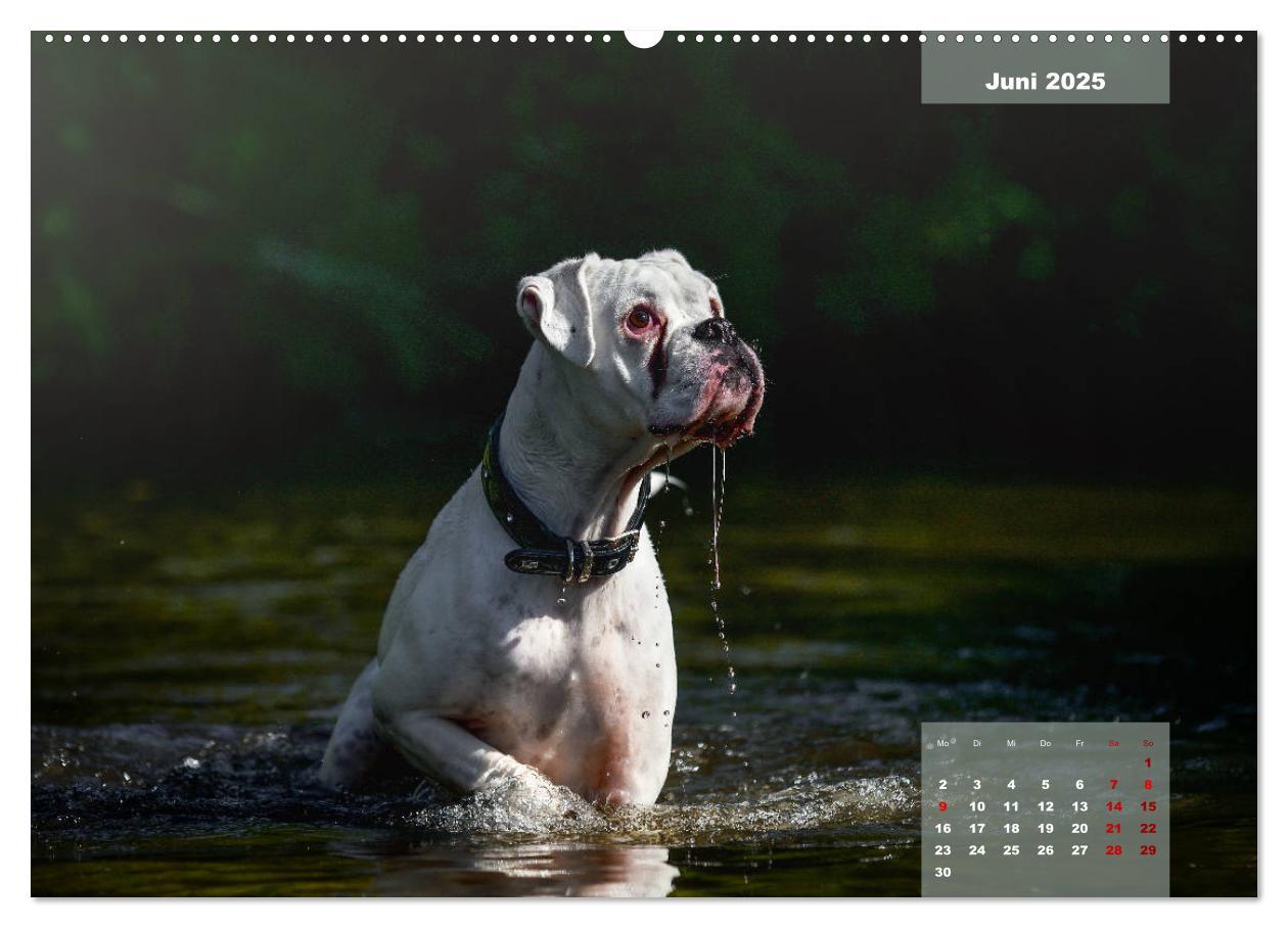 Bild: 9783435110452 | Boxer Frech und fröhlich durch das Jahr (Wandkalender 2025 DIN A2...