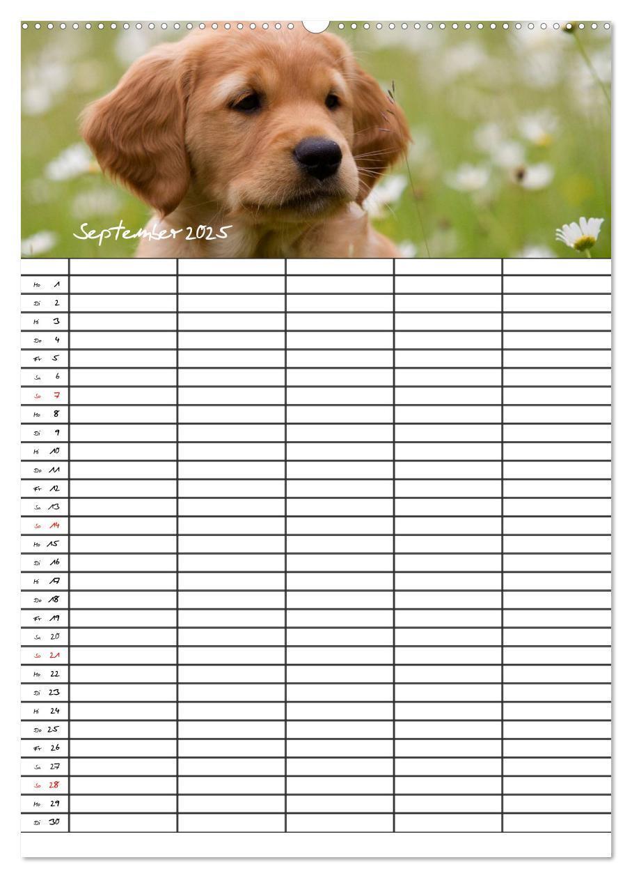 Bild: 9783457087718 | Familienplaner: Golden Retriever Welpen (Wandkalender 2025 DIN A2...