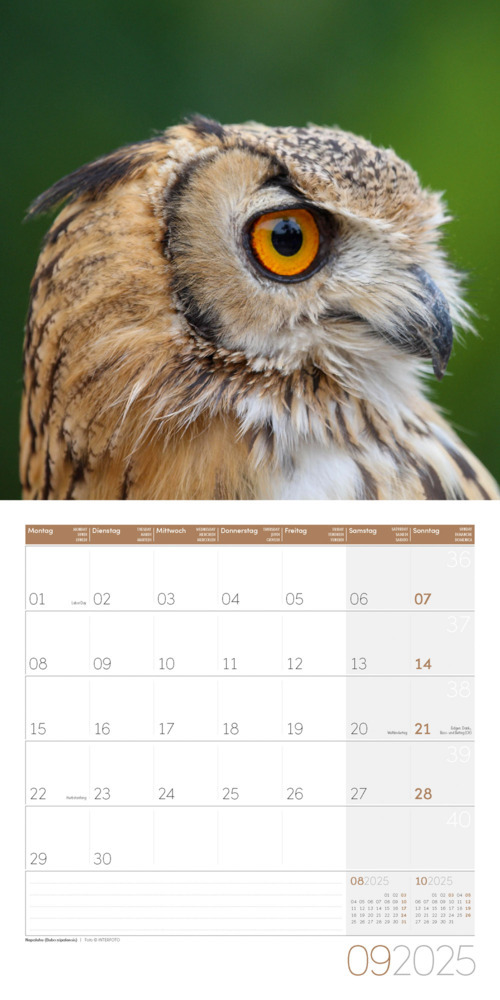 Bild: 9783838445243 | Eulen Kalender 2025 - 30x30 | Ackermann Kunstverlag | Kalender | 28 S.