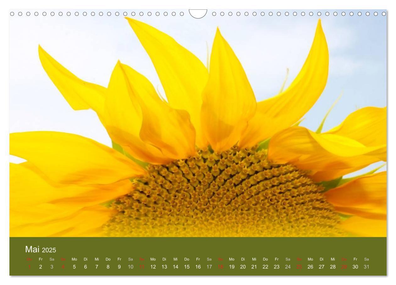 Bild: 9783435799824 | Sonnenblumen - die Blumen der Lebensfreude (Wandkalender 2025 DIN...