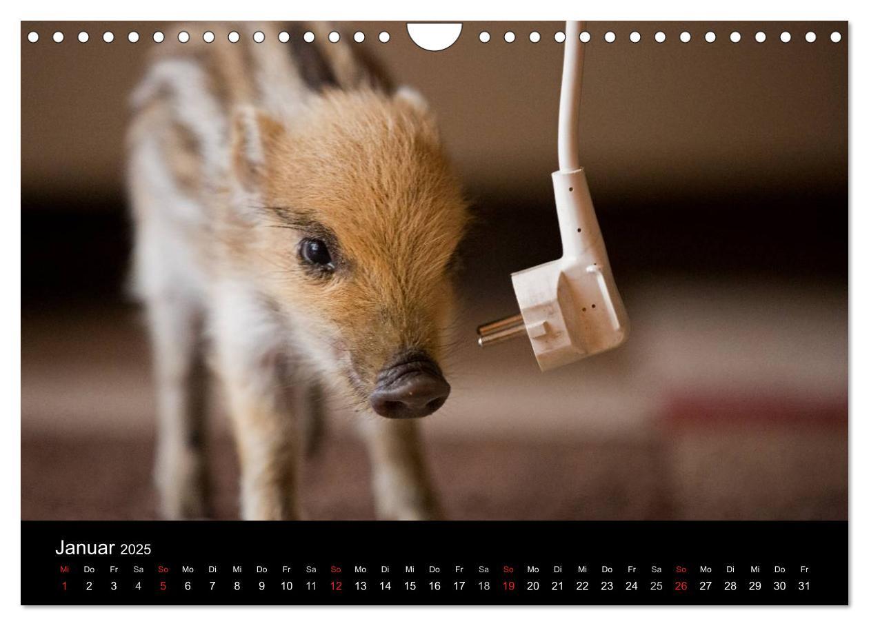 Bild: 9783435537358 | Kleine Schweinereien (Wandkalender 2025 DIN A4 quer), CALVENDO...