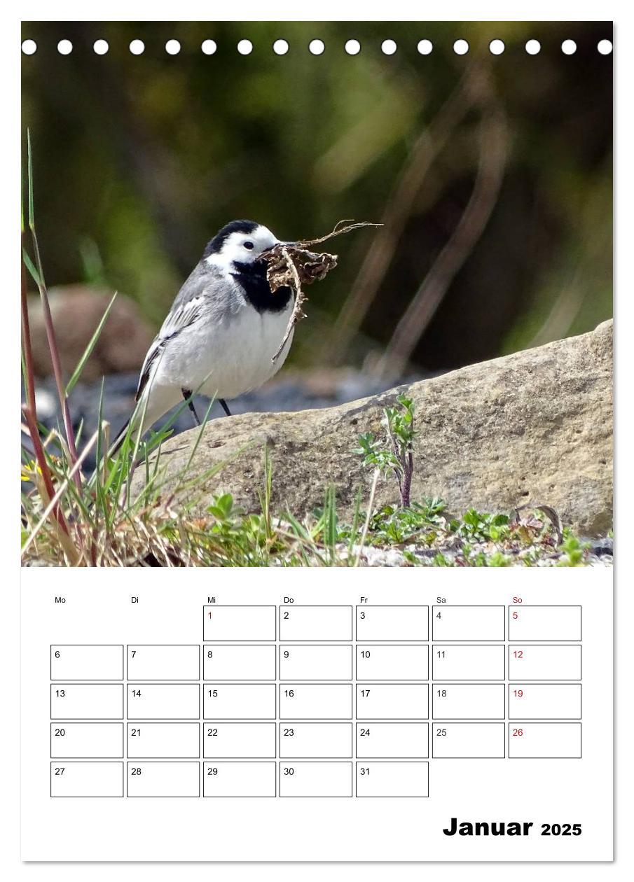 Bild: 9783457041031 | Amsel, Drossel, Fink und Star - beobachtet (Tischkalender 2025 DIN...