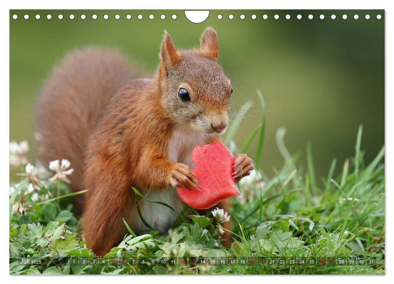 Bild: 9783435345854 | Eichhörnchen Luna und ihre Kinder (Wandkalender 2025 DIN A4 quer),...