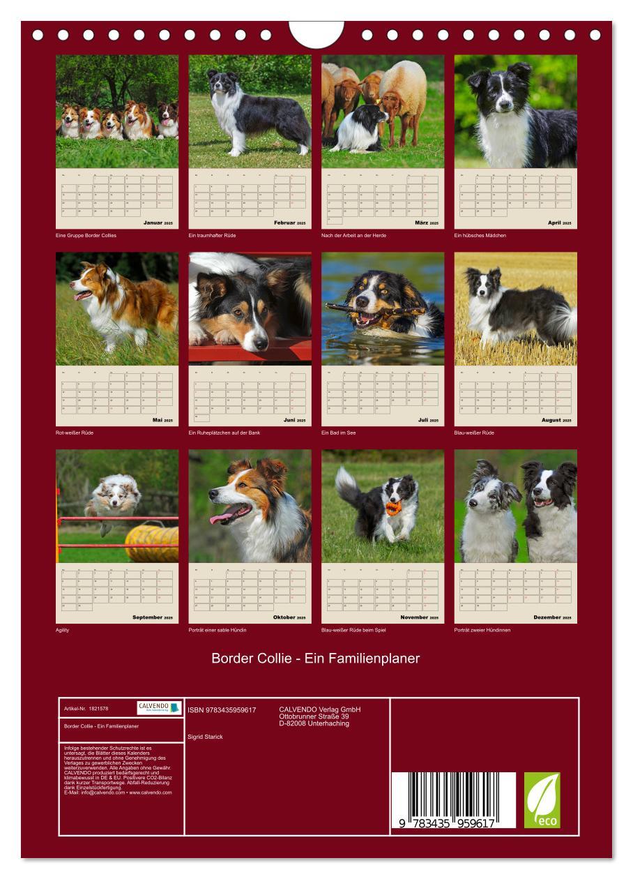 Bild: 9783435959617 | Border Collie - Ein Familienplaner (Wandkalender 2025 DIN A4 hoch),...